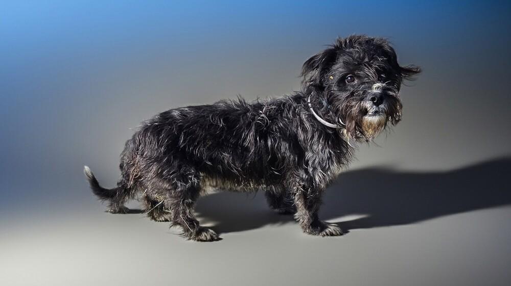 Enlarge Harry, a Adoptable mixed breed in Draper, UT image 3/3