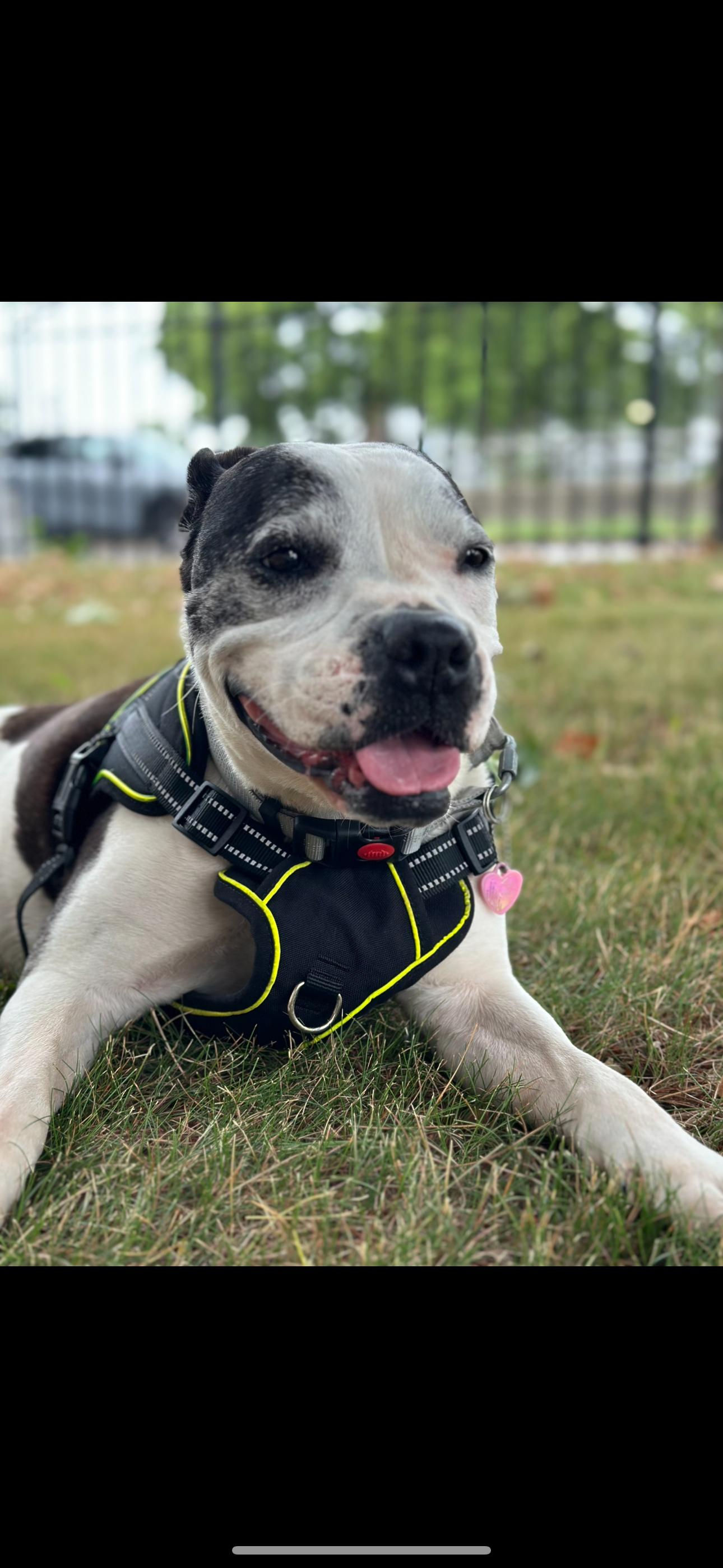 Lola, Adoptable, Senior Female American Staffordshire Terrier.