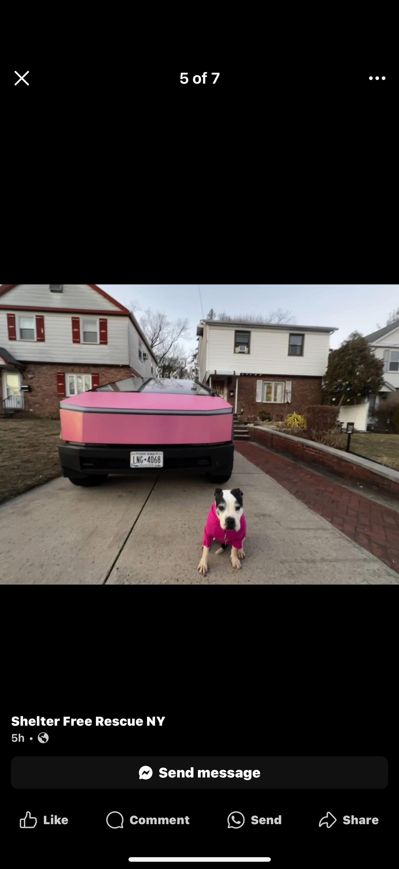 Enlarge Lola, a Adoptable American Staffordshire Terrier in Whitestone, NY image 4/4