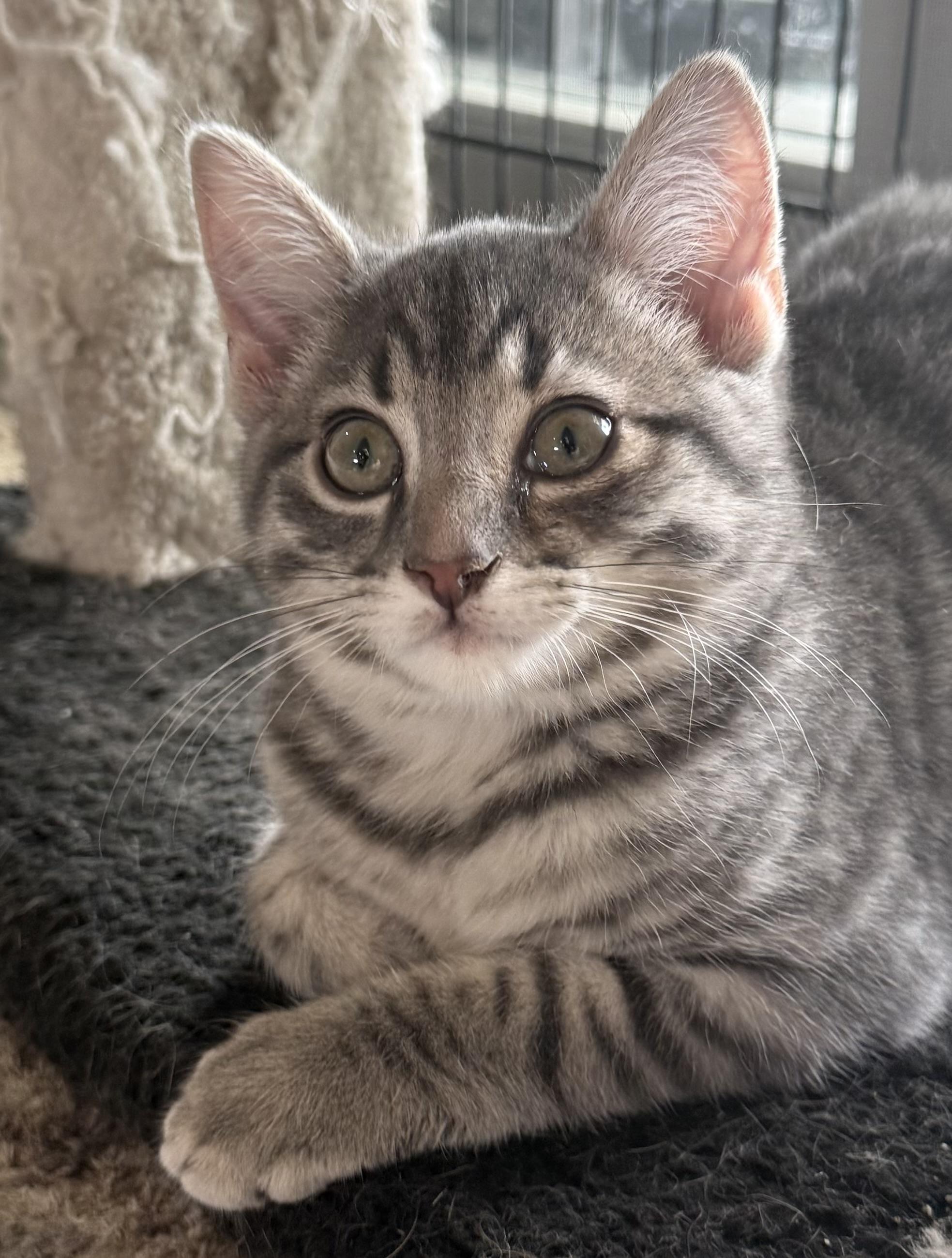 Morrison, ADOPTABLE, Kitten Male Domestic Short Hair.