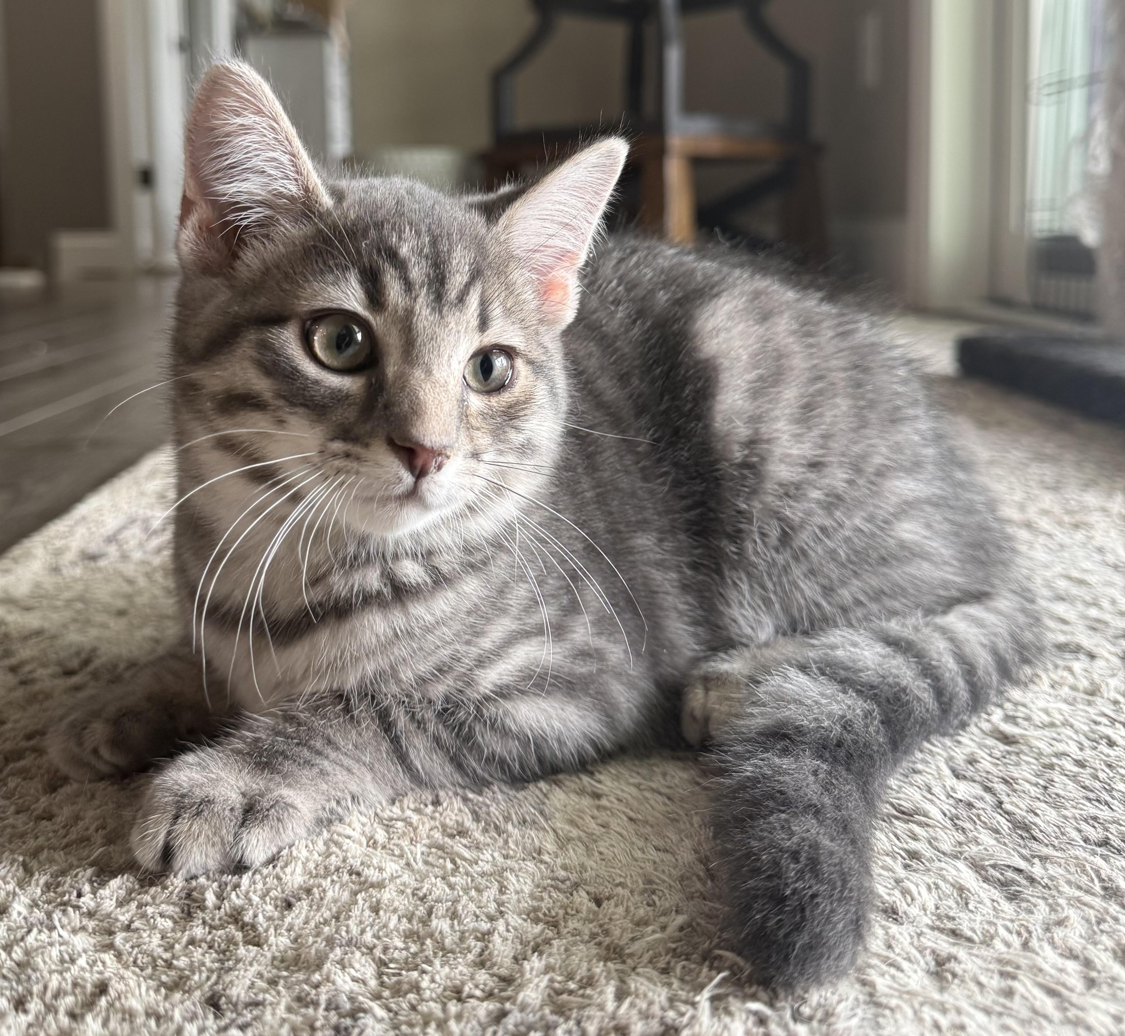Morrison, a ADOPTABLE Domestic Short Hair in CANONSBURG, PA image 3/3