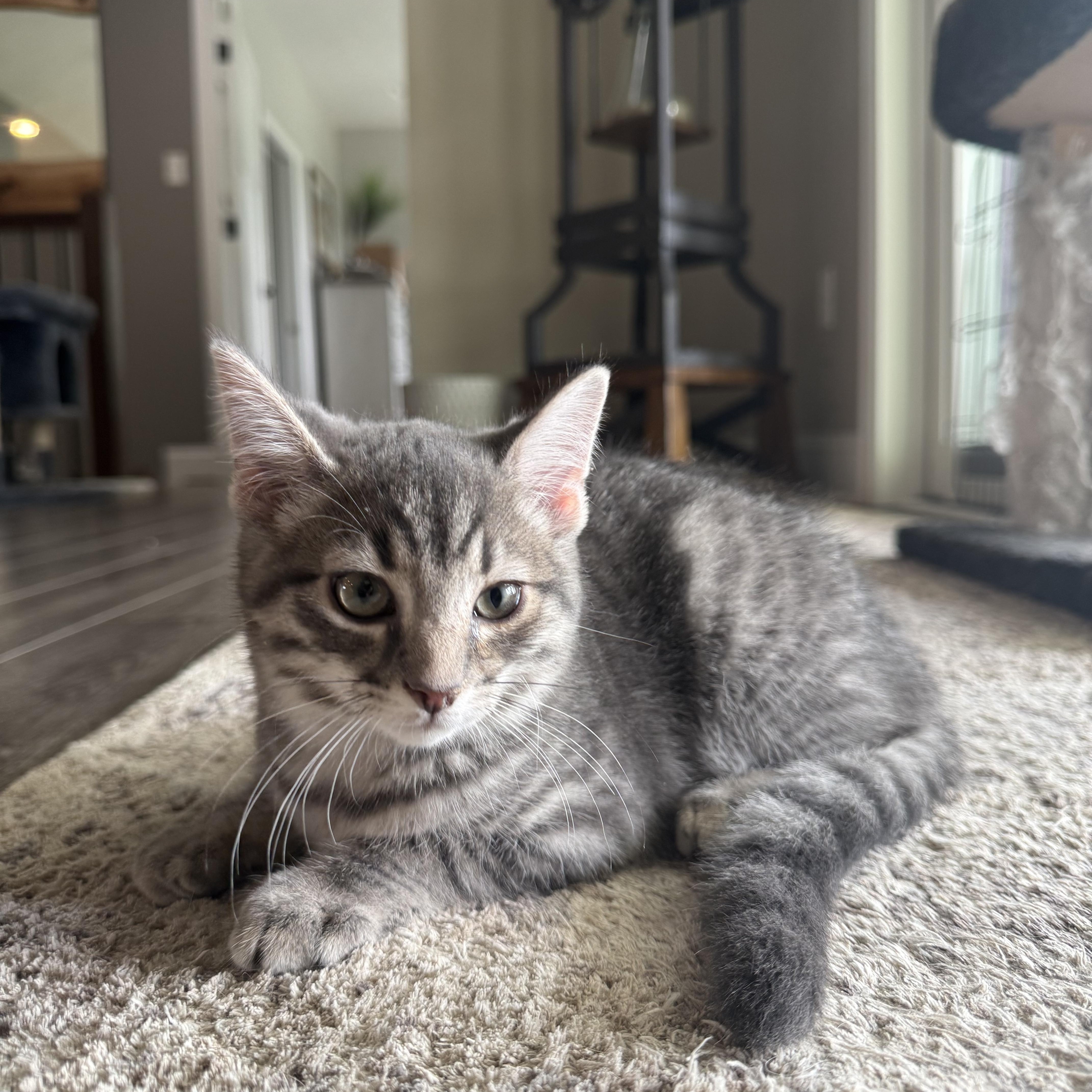 Morrison, a ADOPTABLE Domestic Short Hair in CANONSBURG, PA image 2/3