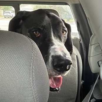 Enlarge Yuma, a ADOPTABLE Great Dane in Mesa, AZ image 3/4