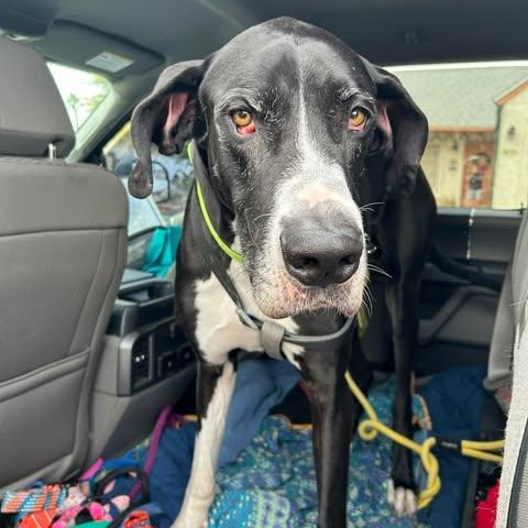 Yuma, ADOPTABLE, Adult Male Great Dane.