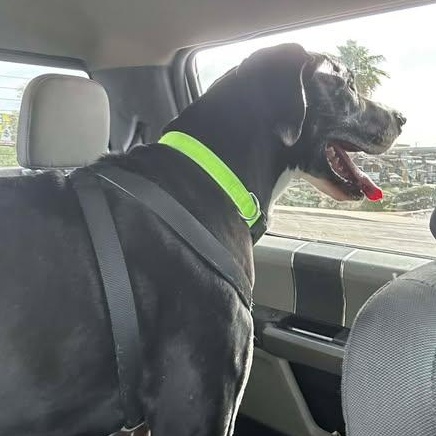 Enlarge Yuma, a ADOPTABLE Great Dane in Mesa, AZ image 4/4