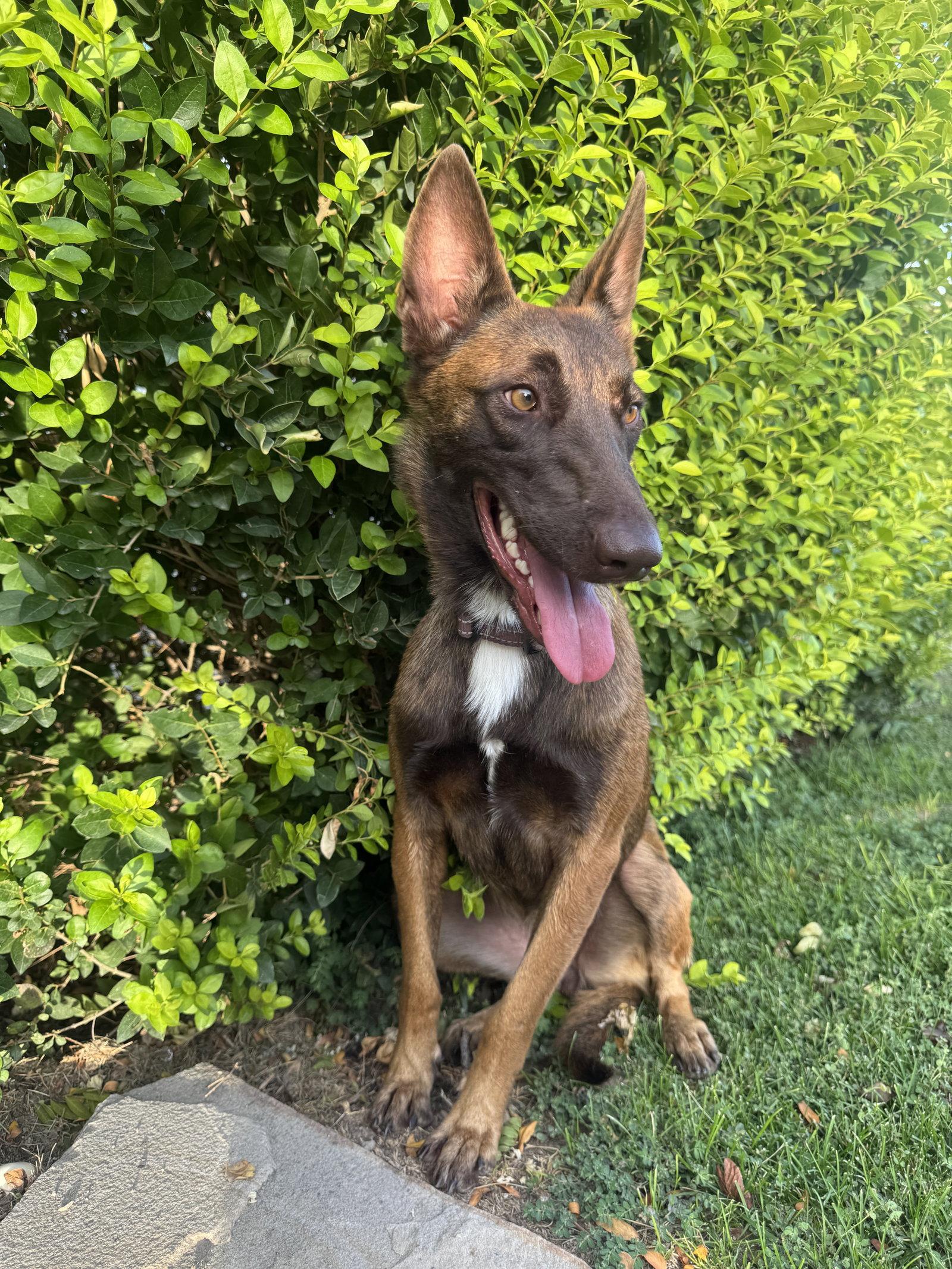 Estreya, Adopted, Young Female Belgian Shepherd / Malinois.