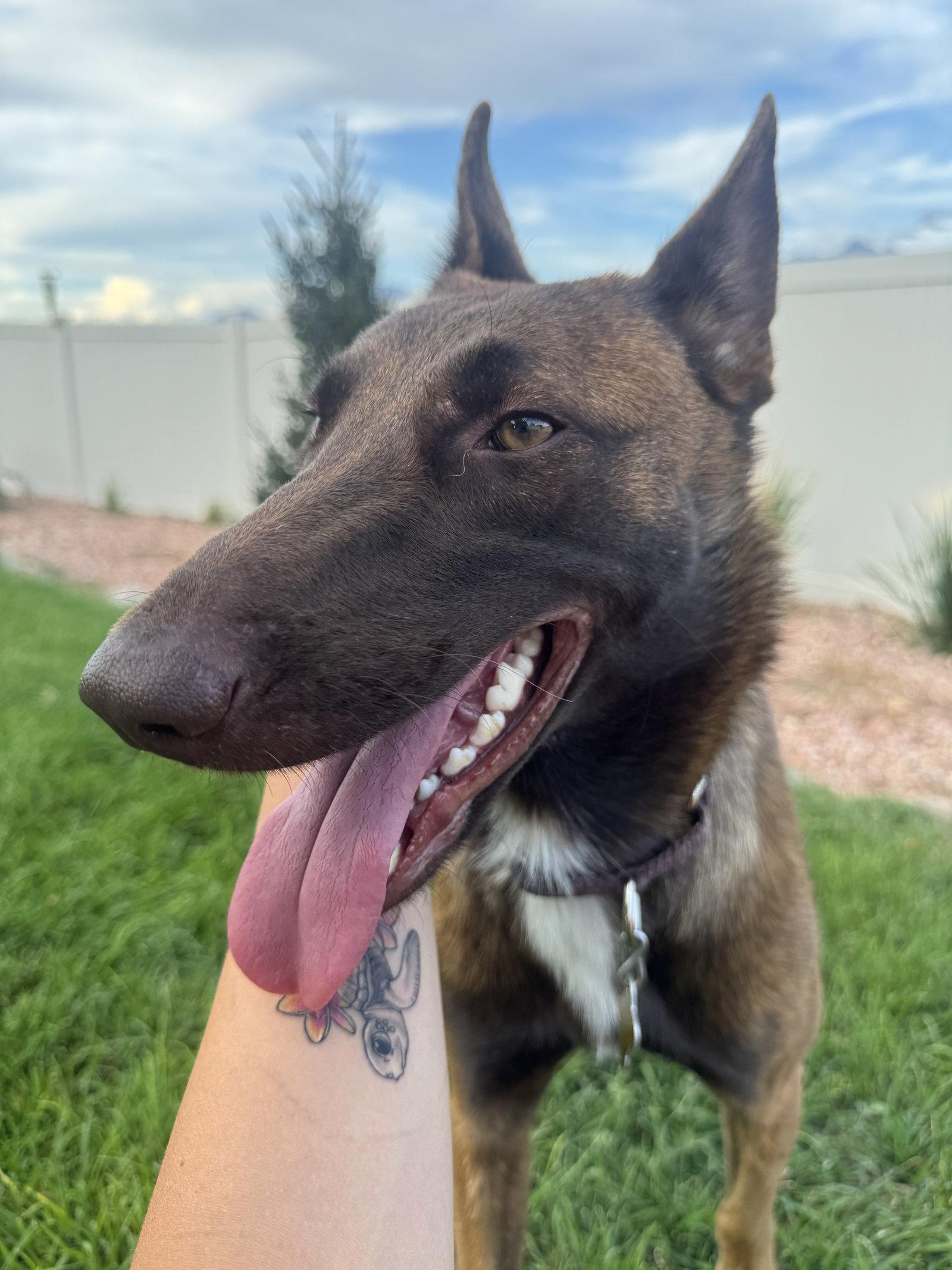 Enlarge Estreya, a Adopted Belgian Shepherd / Malinois in Salt Lake City, UT image 2/3