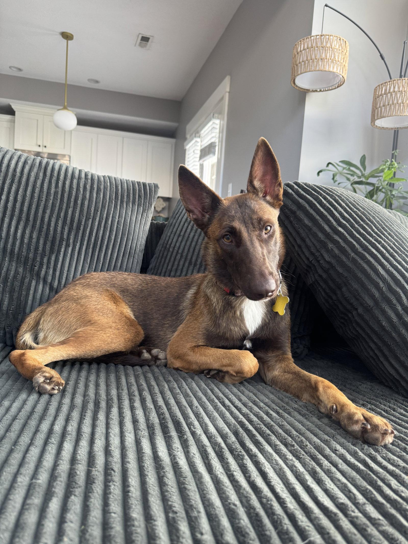 Enlarge Estreya, a Adopted Belgian Shepherd / Malinois in Salt Lake City, UT image 3/3