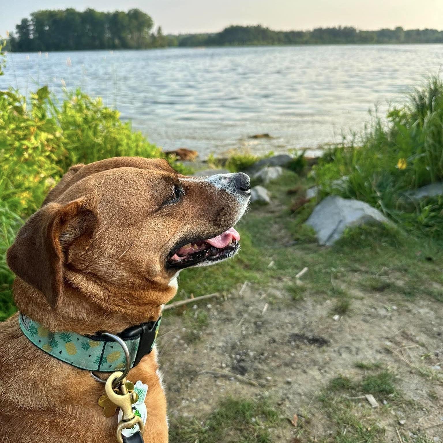 Felice, a ADOPTABLE mixed breed in Kitchener, ON image 2/6
