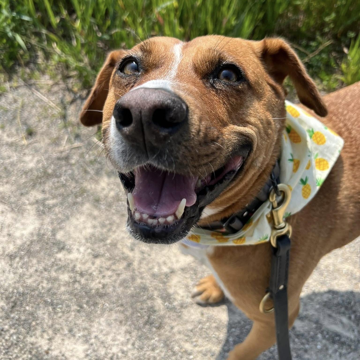 Felice, ADOPTABLE, Senior Female Mixed Breed & Labrador Retriever.