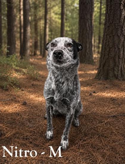 Enlarge Nitro, a Adoptable mixed breed in Guntersville, AL image 1/1
