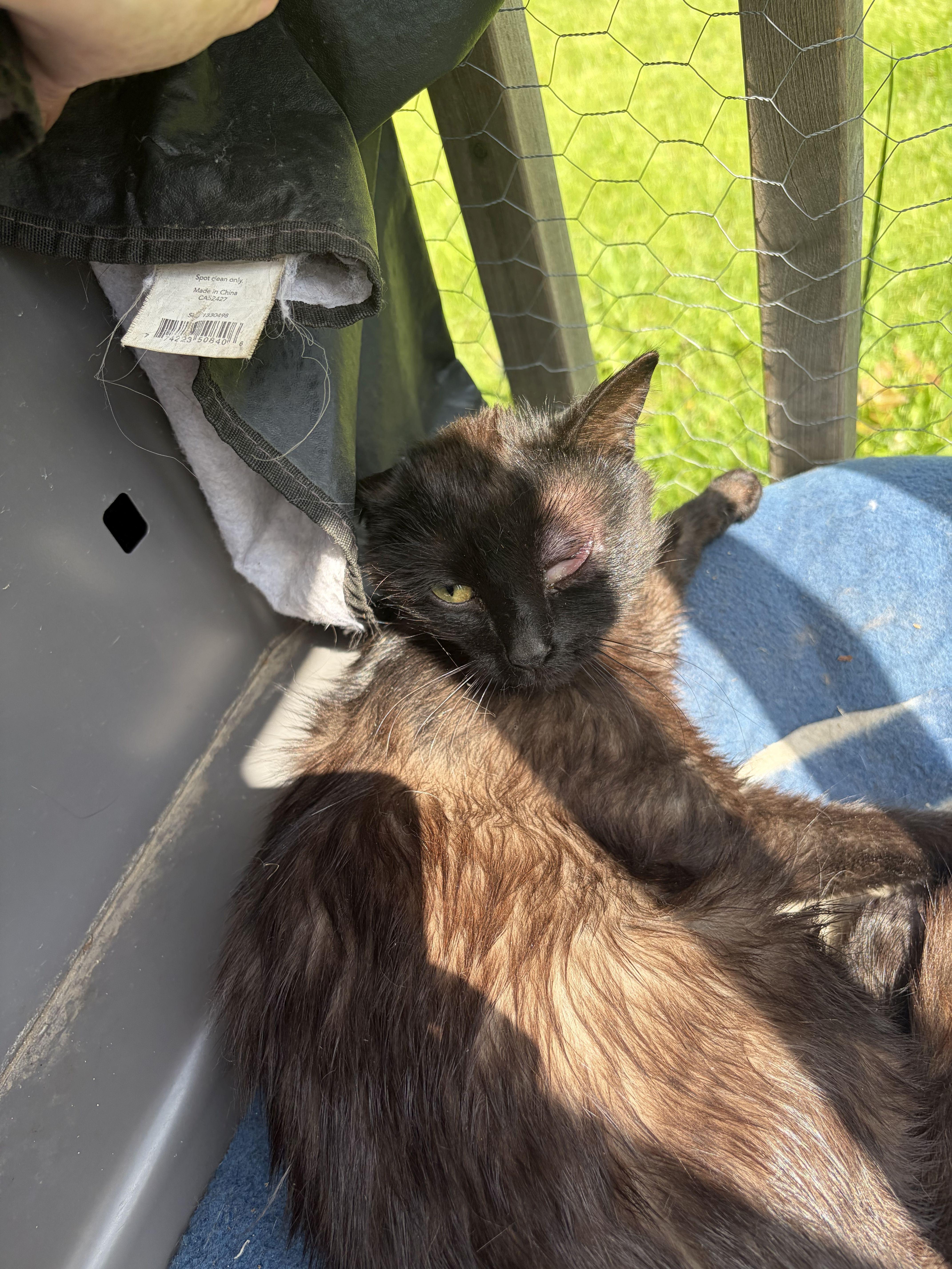 Cinnamon, Adoptable, Young Female Domestic Short Hair.