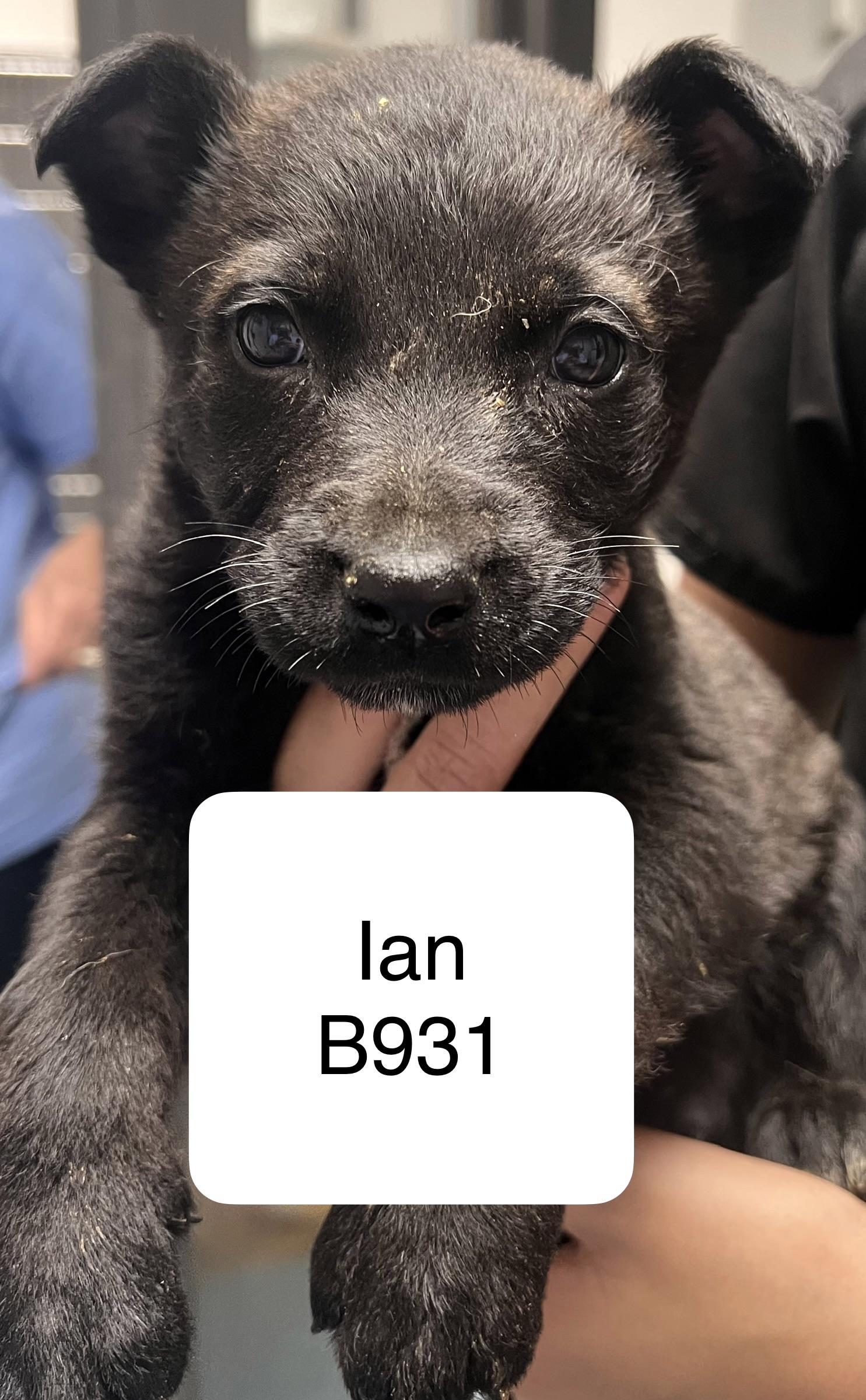 Ian, adopted, Puppy Male German Shepherd Dog.