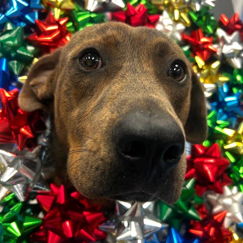 GOMEZ, ADOPTABLE, Young Male Plott Hound.