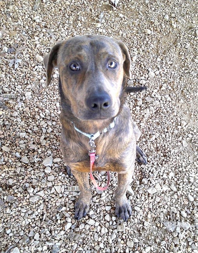 Enlarge GOMEZ, a ADOPTABLE mixed breed in Pegram, TN image 4/6