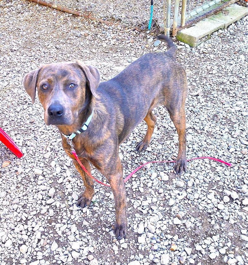 Enlarge GOMEZ, a ADOPTABLE mixed breed in Pegram, TN image 2/6