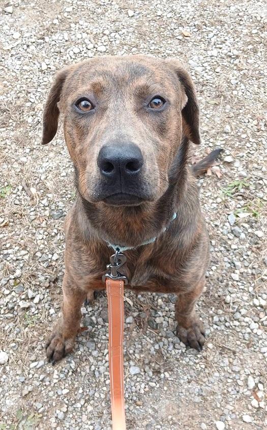 Enlarge GOMEZ, a ADOPTABLE mixed breed in Pegram, TN image 6/6