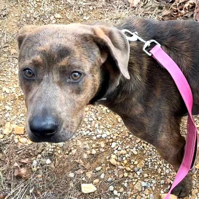 Enlarge GOMEZ, a ADOPTABLE mixed breed in Pegram, TN image 3/6