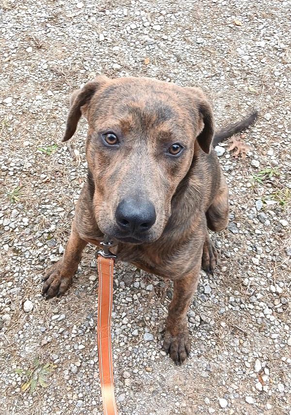 Enlarge GOMEZ, a ADOPTABLE mixed breed in Pegram, TN image 5/6
