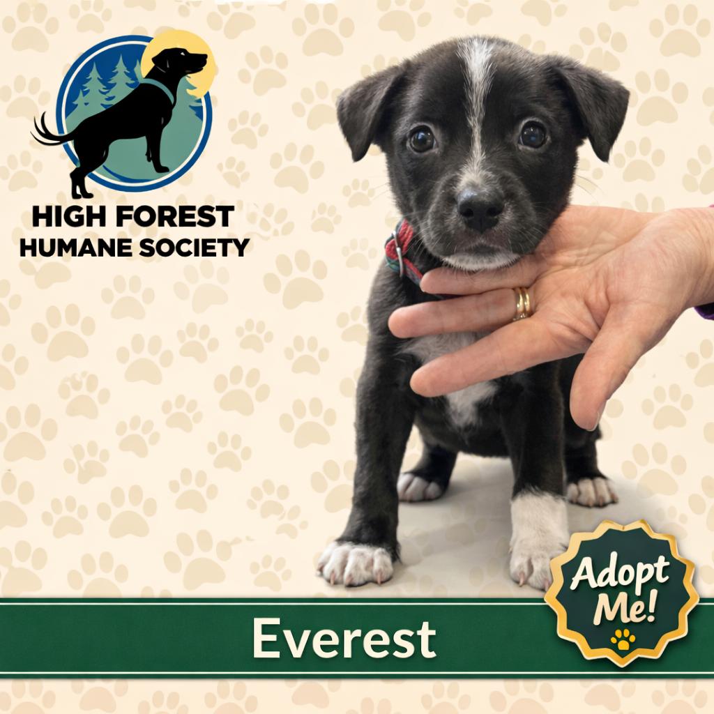 Everest, Adoptable, Puppy Male Labrador Retriever & Mixed Breed.