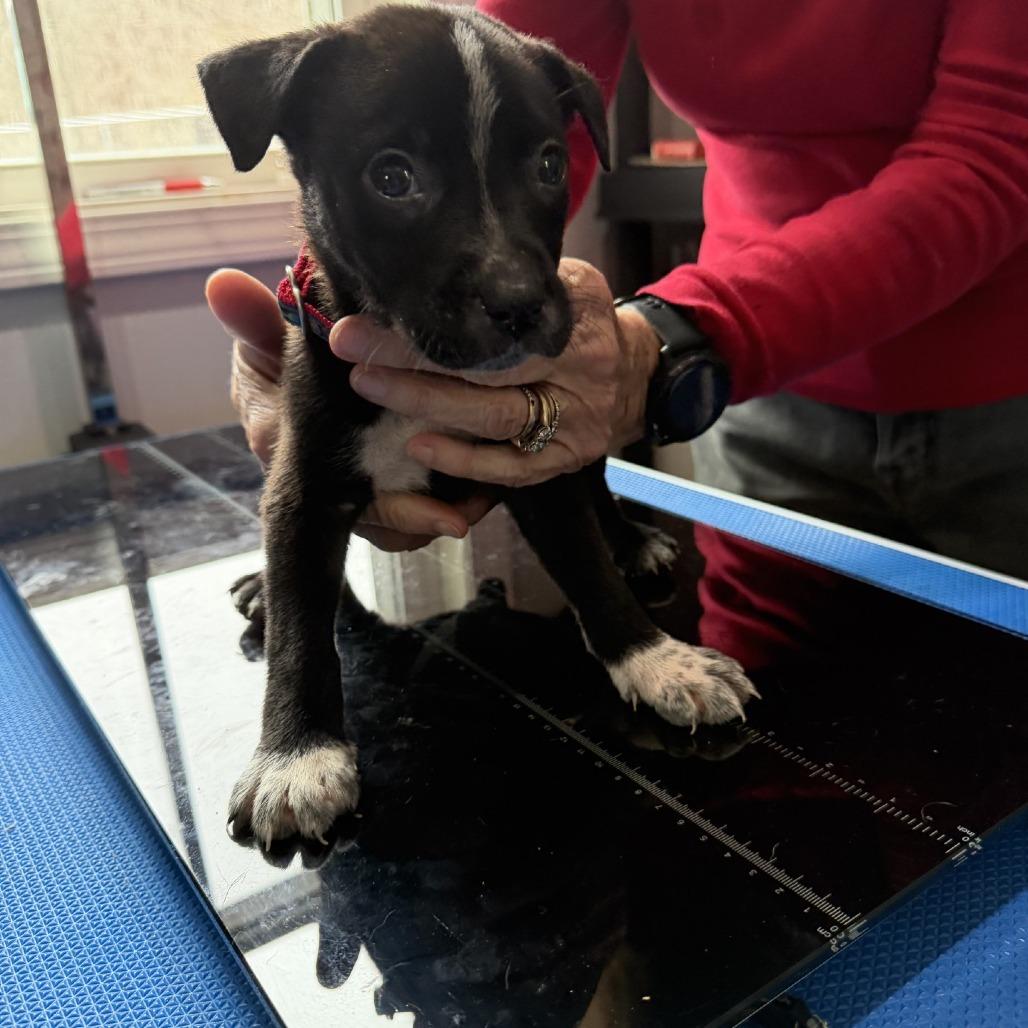 Enlarge Everest, a Adoptable mixed breed in Hohenwald, TN image 2/5