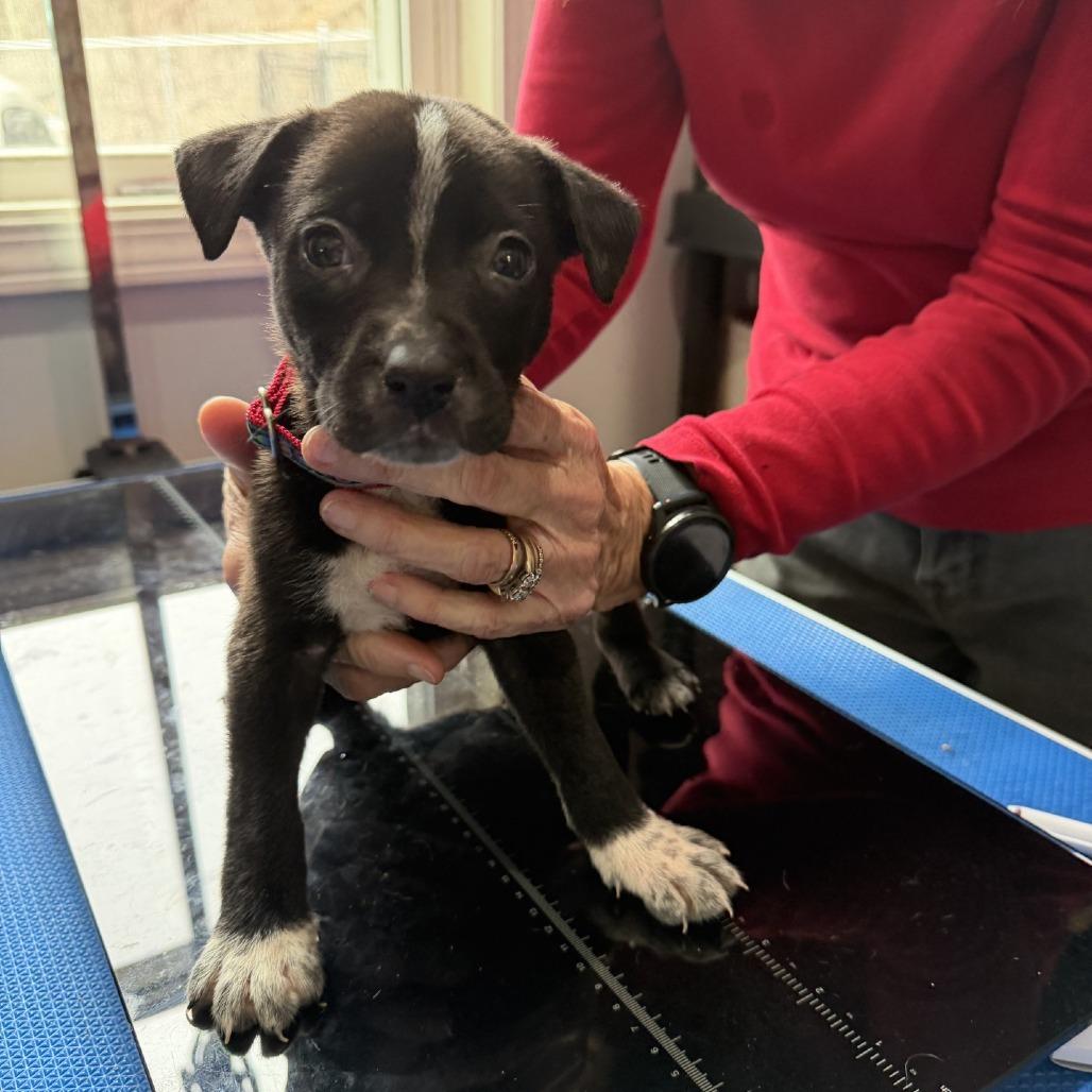 Enlarge Everest, a Adoptable mixed breed in Hohenwald, TN image 3/5