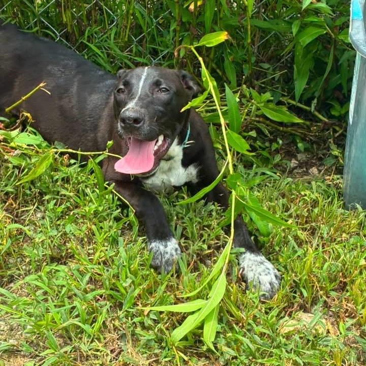Enlarge Everest, a Adoptable mixed breed in Hohenwald, TN image 4/6