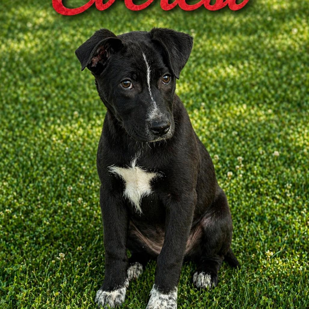 Enlarge Everest, a Adoptable mixed breed in Hohenwald, TN image 5/5