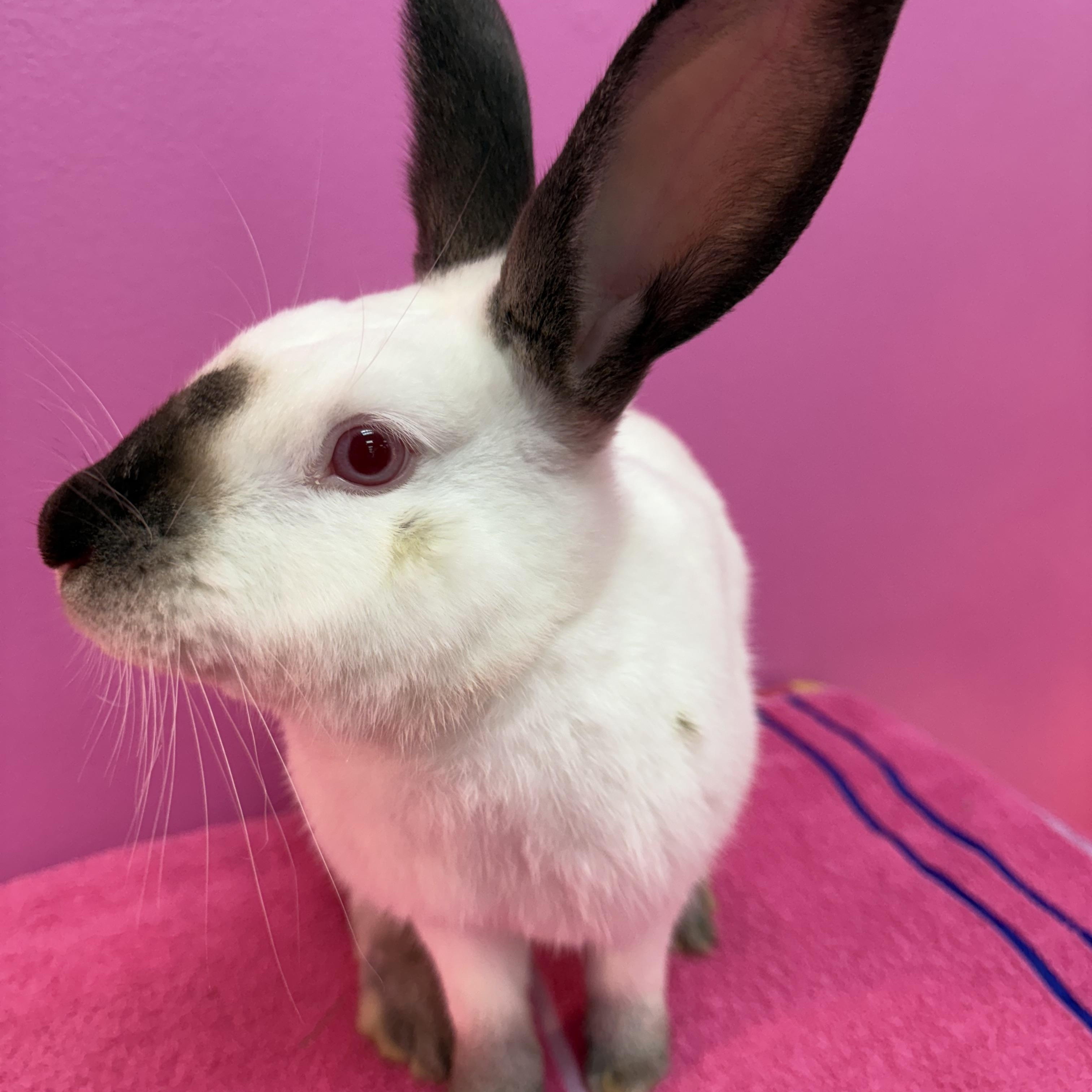 Enlarge The Dentist , a ADOPTABLE Californian in St. Charles, MO image 5/5