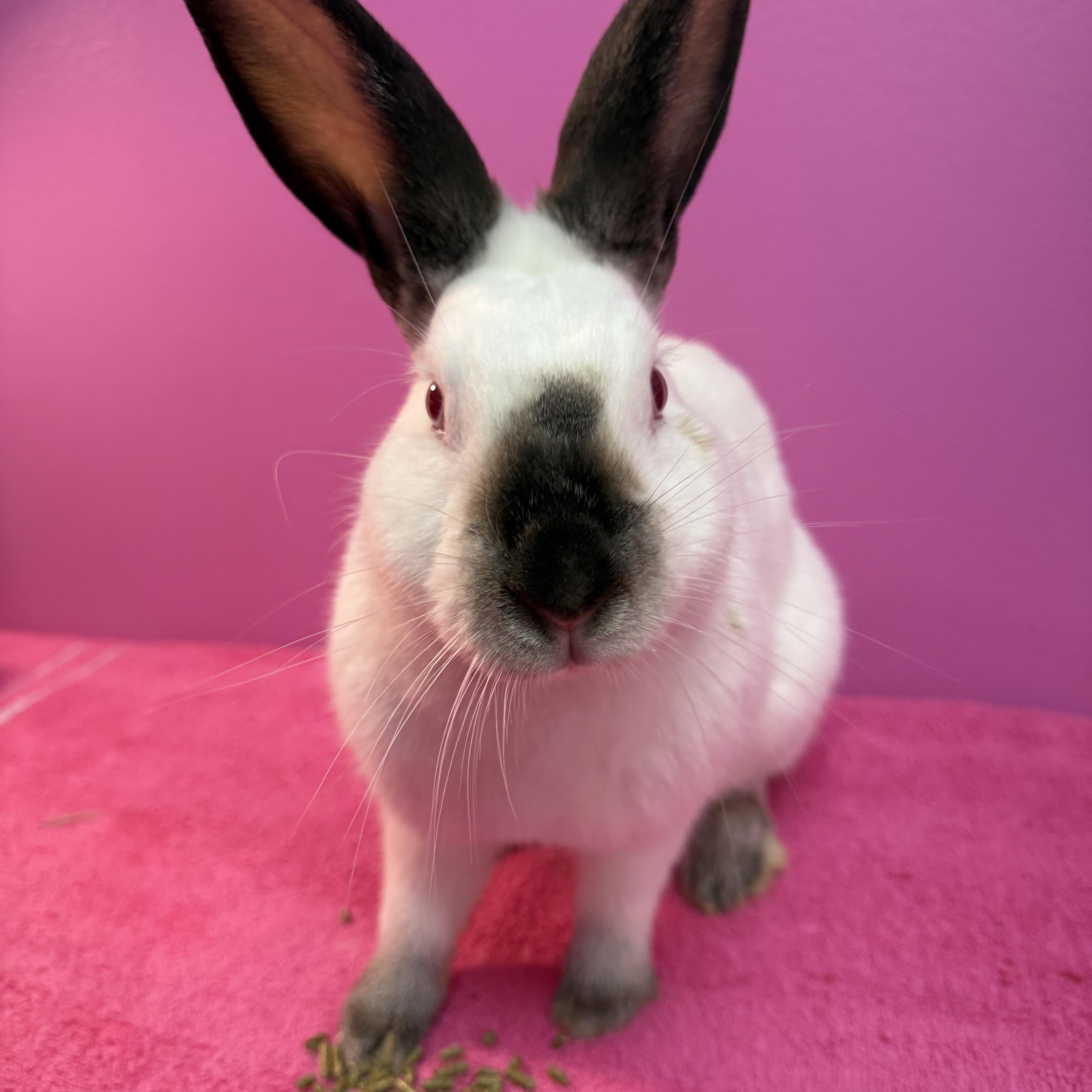 Enlarge The Dentist , a ADOPTABLE Californian in St. Charles, MO image 4/5