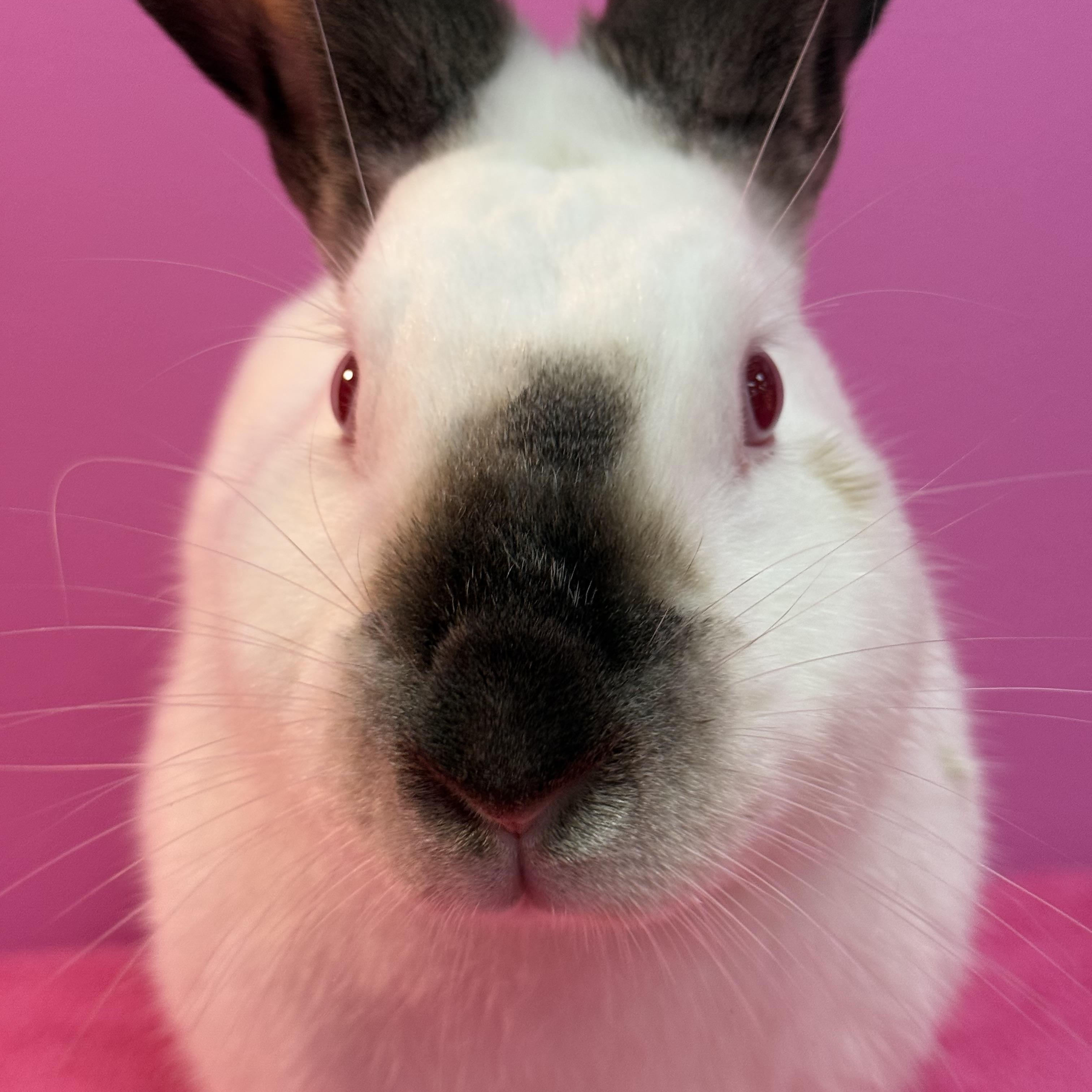 Enlarge The Dentist , a ADOPTABLE Californian in St. Charles, MO image 2/5