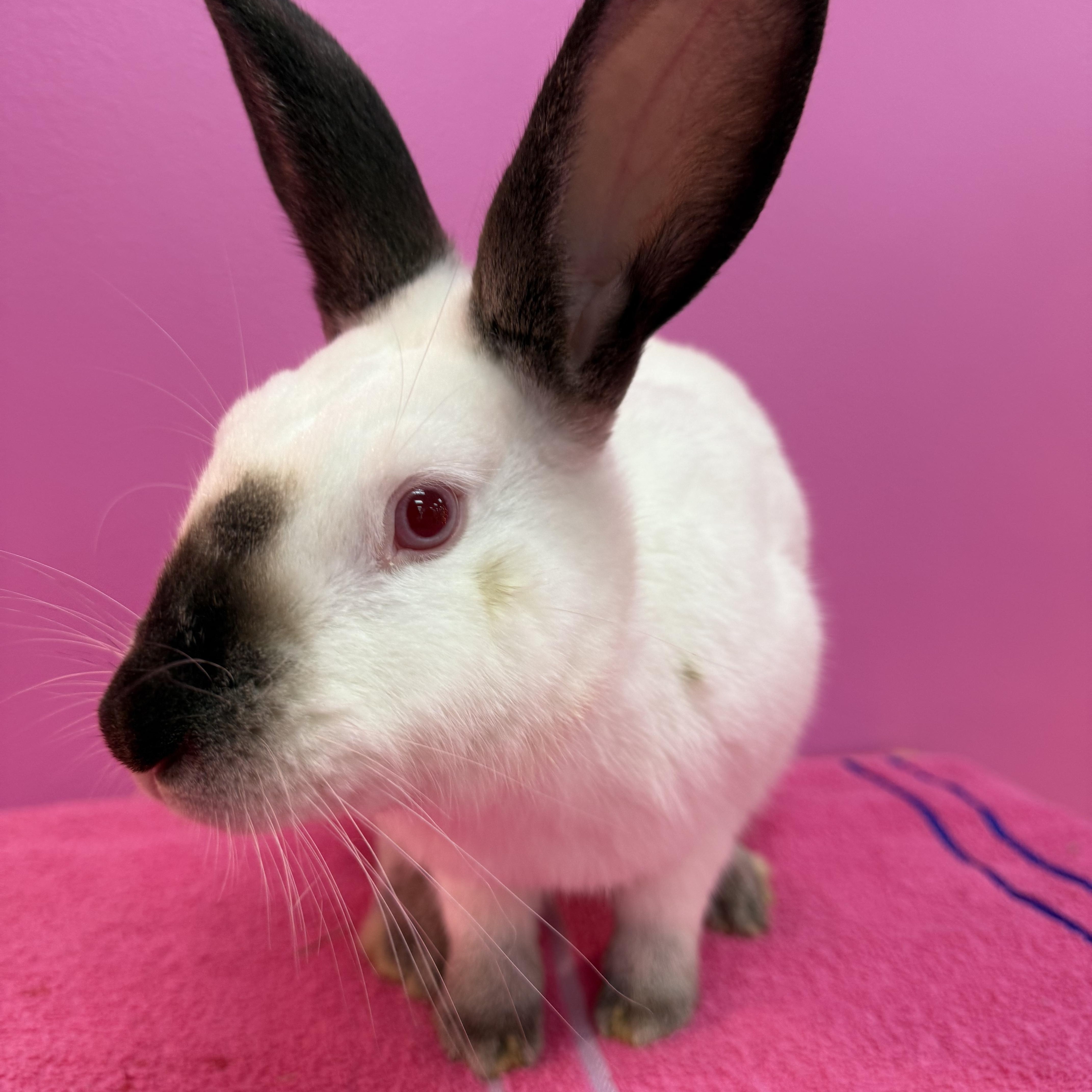 Enlarge The Dentist , a ADOPTABLE Californian in St. Charles, MO image 3/5