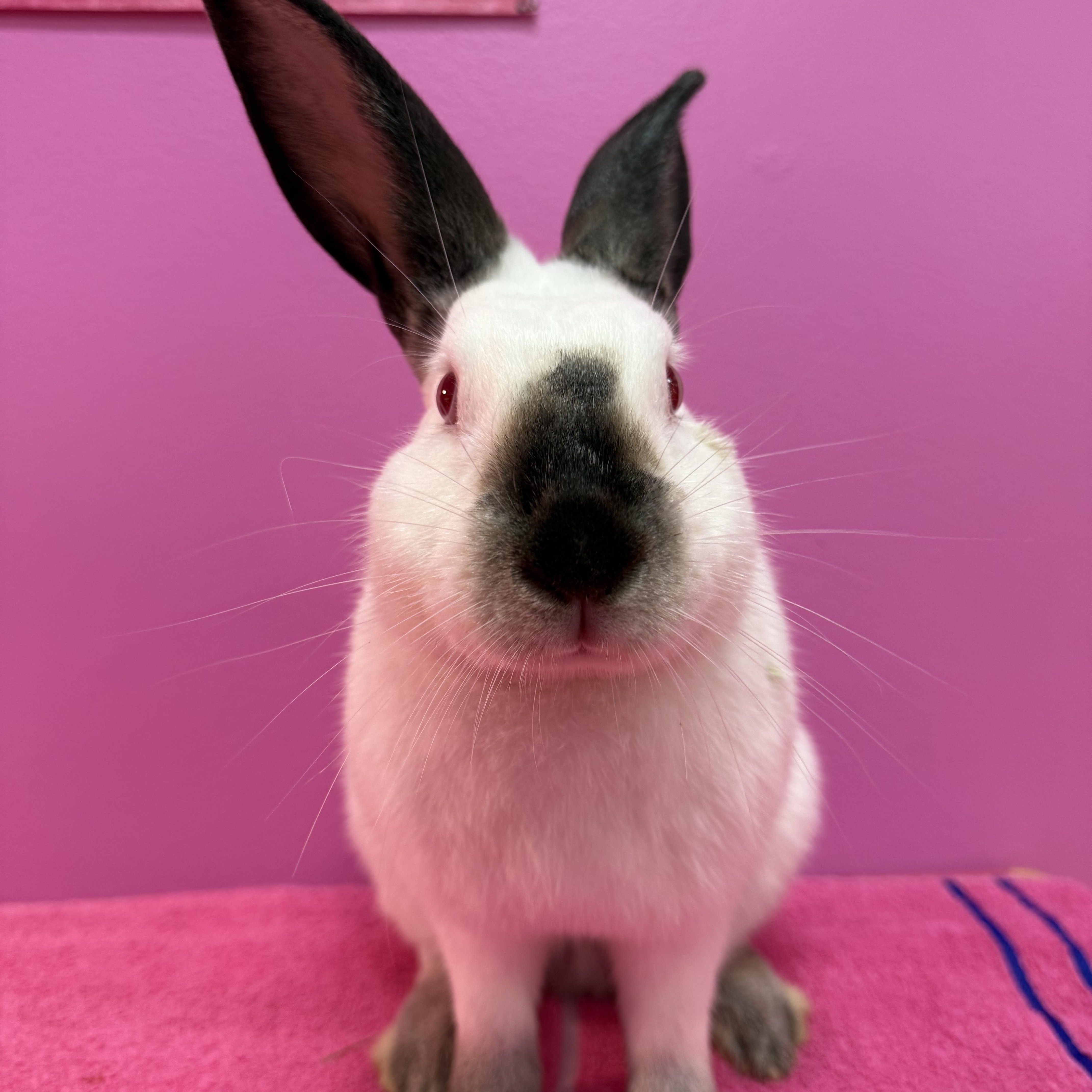 Enlarge The Dentist , a ADOPTABLE Californian in St. Charles, MO image 1/5