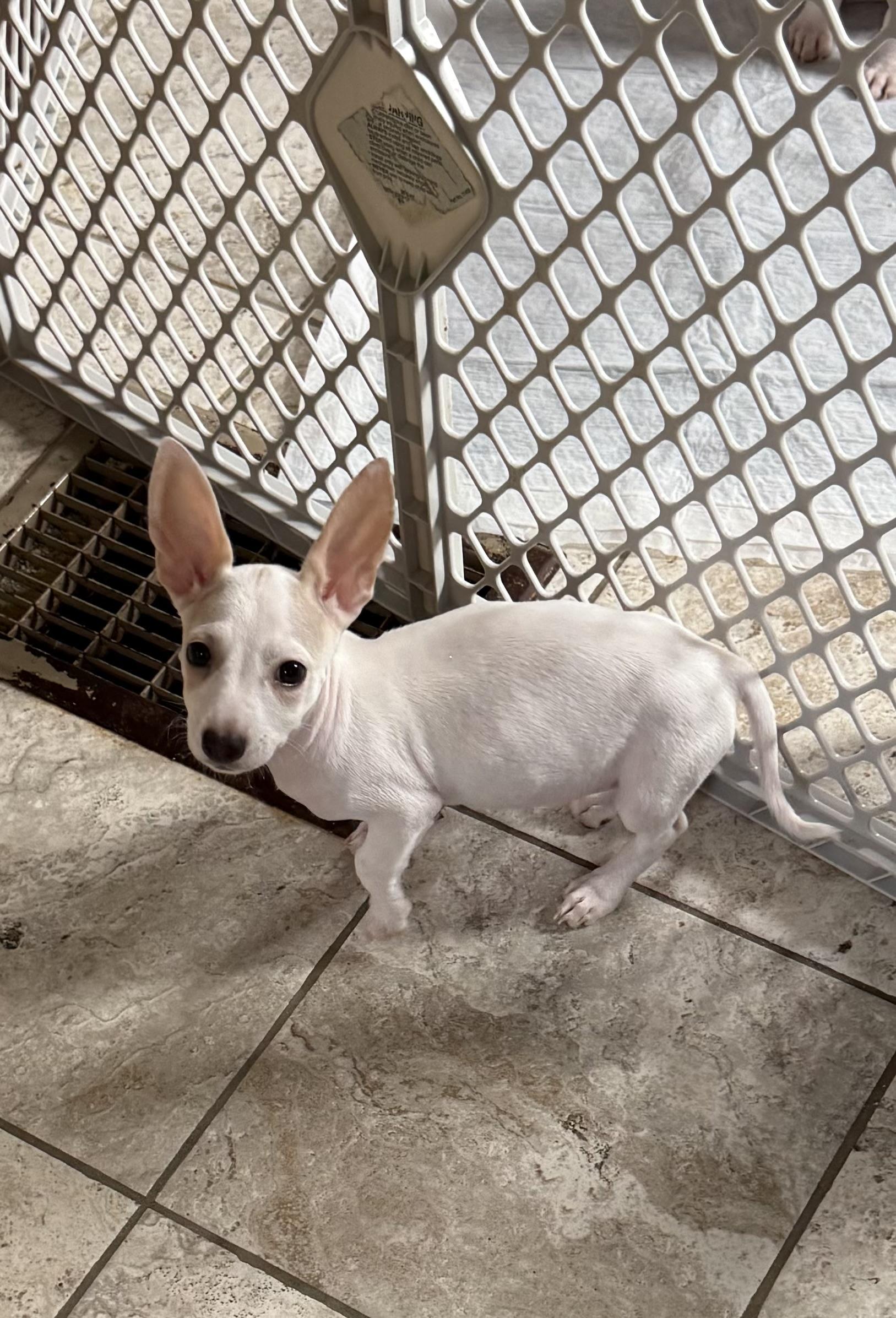 Enlarge Boysenberry, a Adoptable mixed breed in Kentwood, MI image 4/5