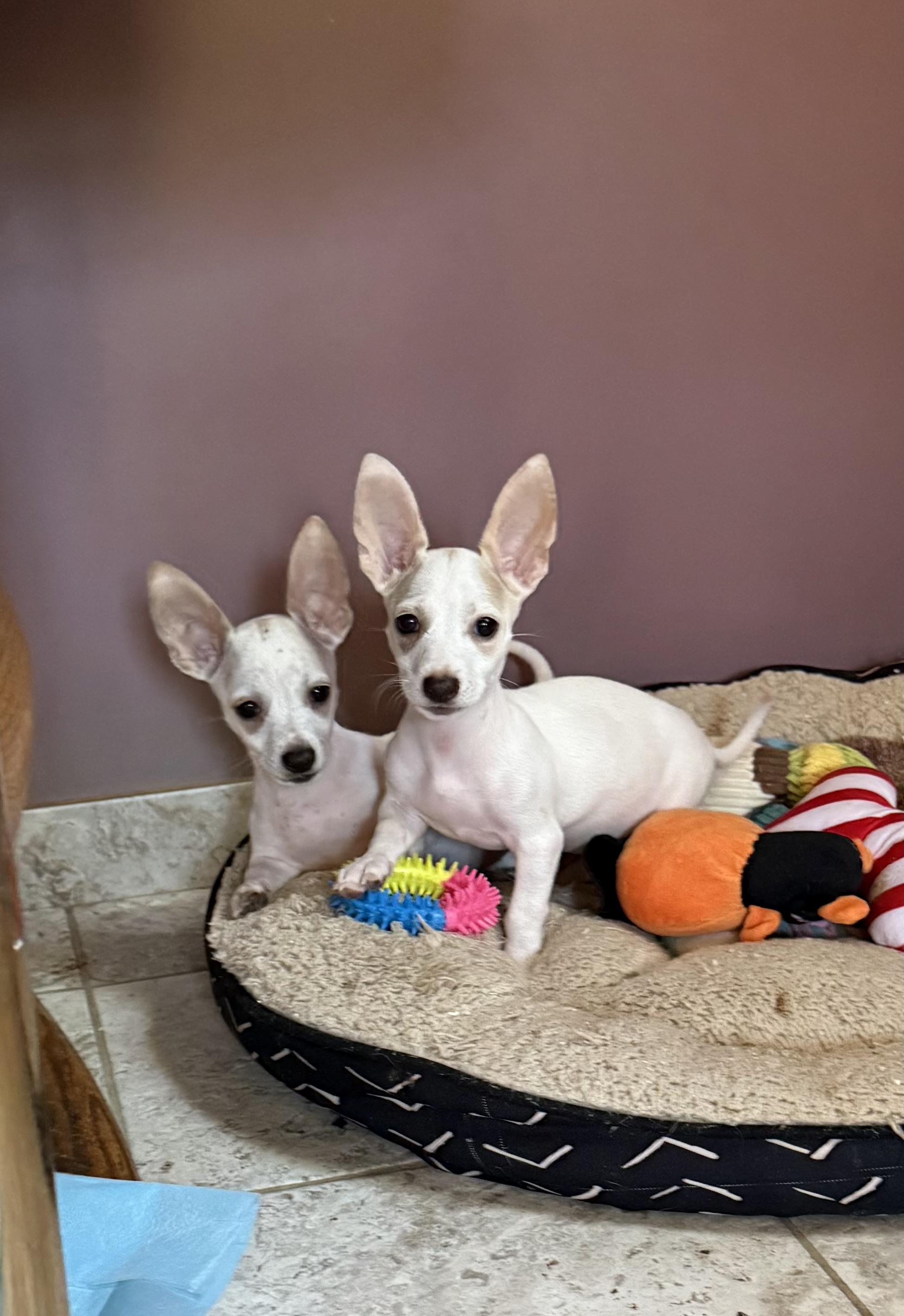 Boysenberry, Adoptable, Puppy Female Chihuahua & Corgi.