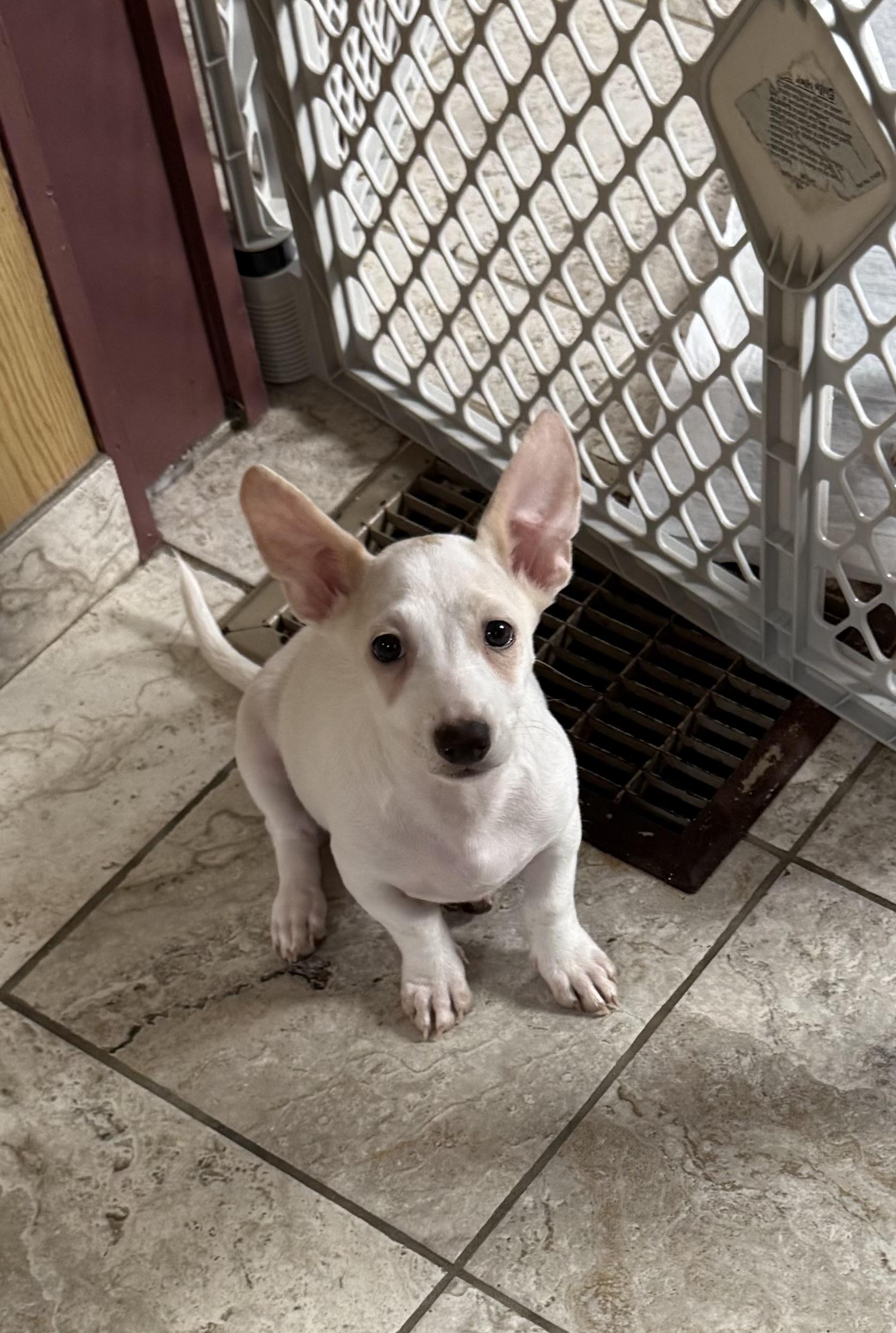 Enlarge Boysenberry, a Adoptable mixed breed in Kentwood, MI image 5/5