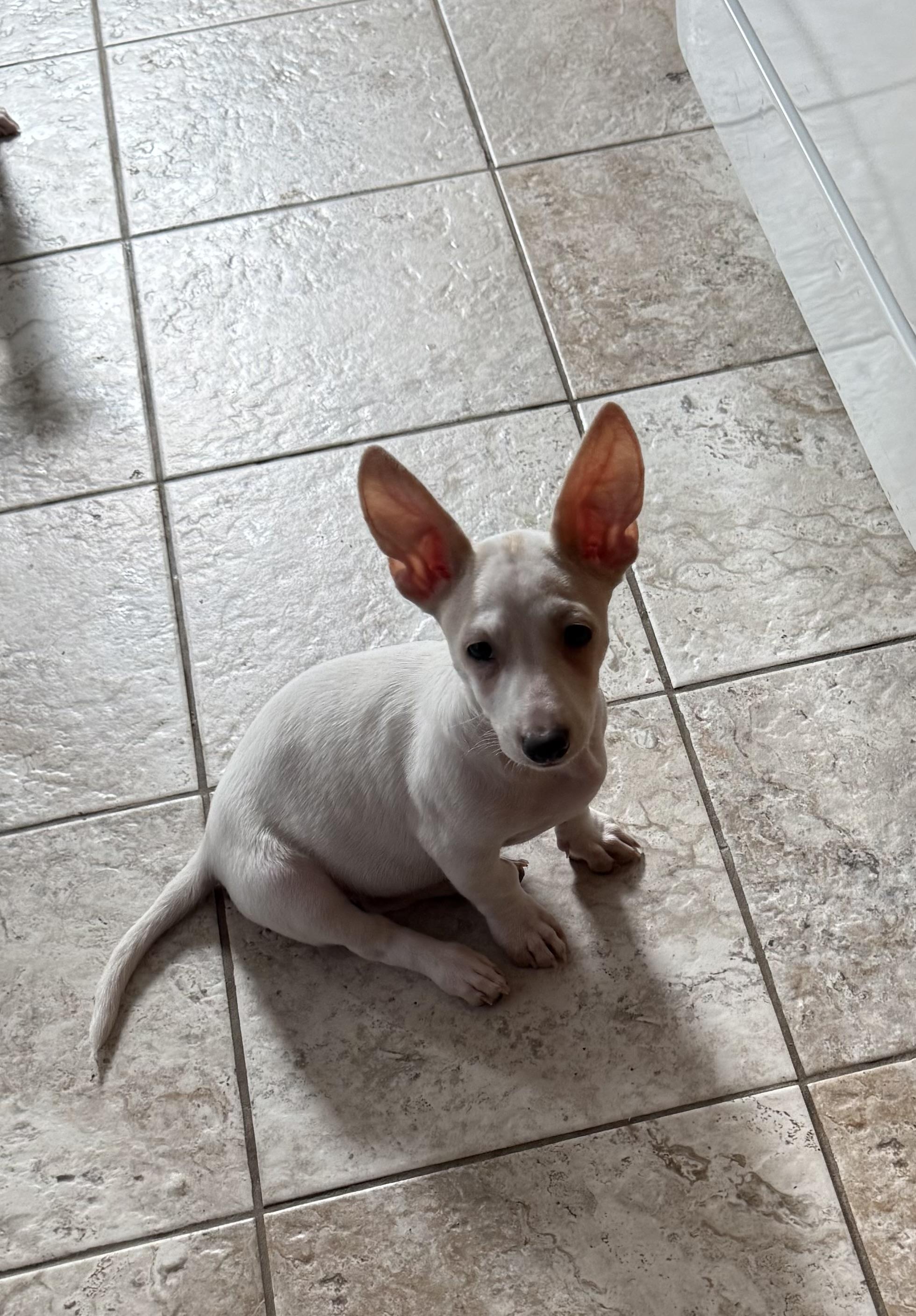 Enlarge Boysenberry, a Adoptable mixed breed in Kentwood, MI image 2/5