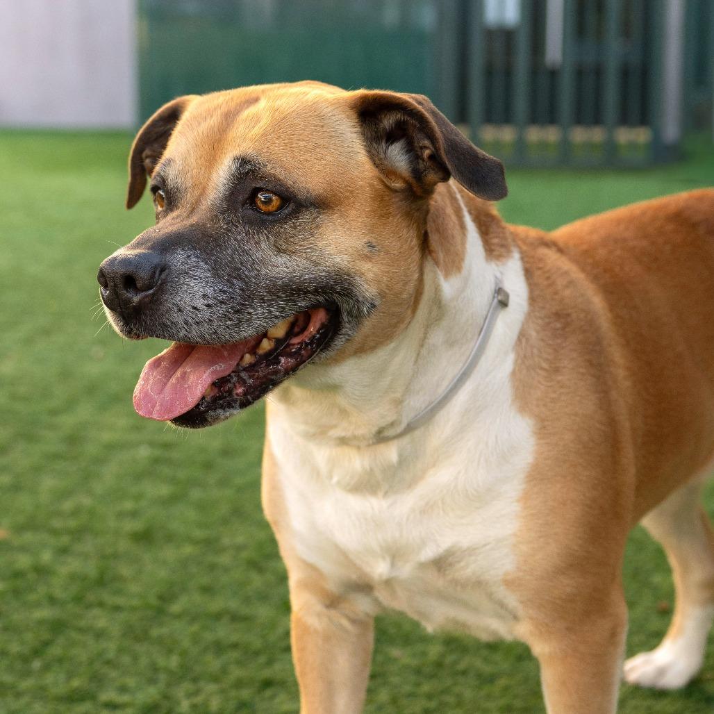 Nala, Adoptable, Young Female Pit Bull Terrier.