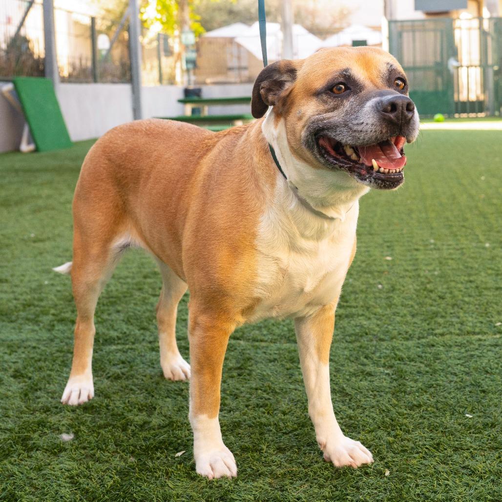 Enlarge Nala, a Adoptable Pit Bull Terrier in Pasadena, CA image 2/5