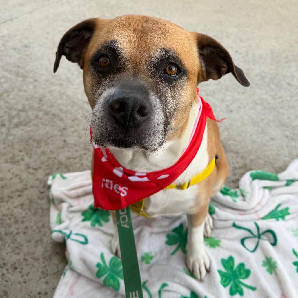Enlarge Nala, a Adoptable Pit Bull Terrier in Pasadena, CA image 3/5