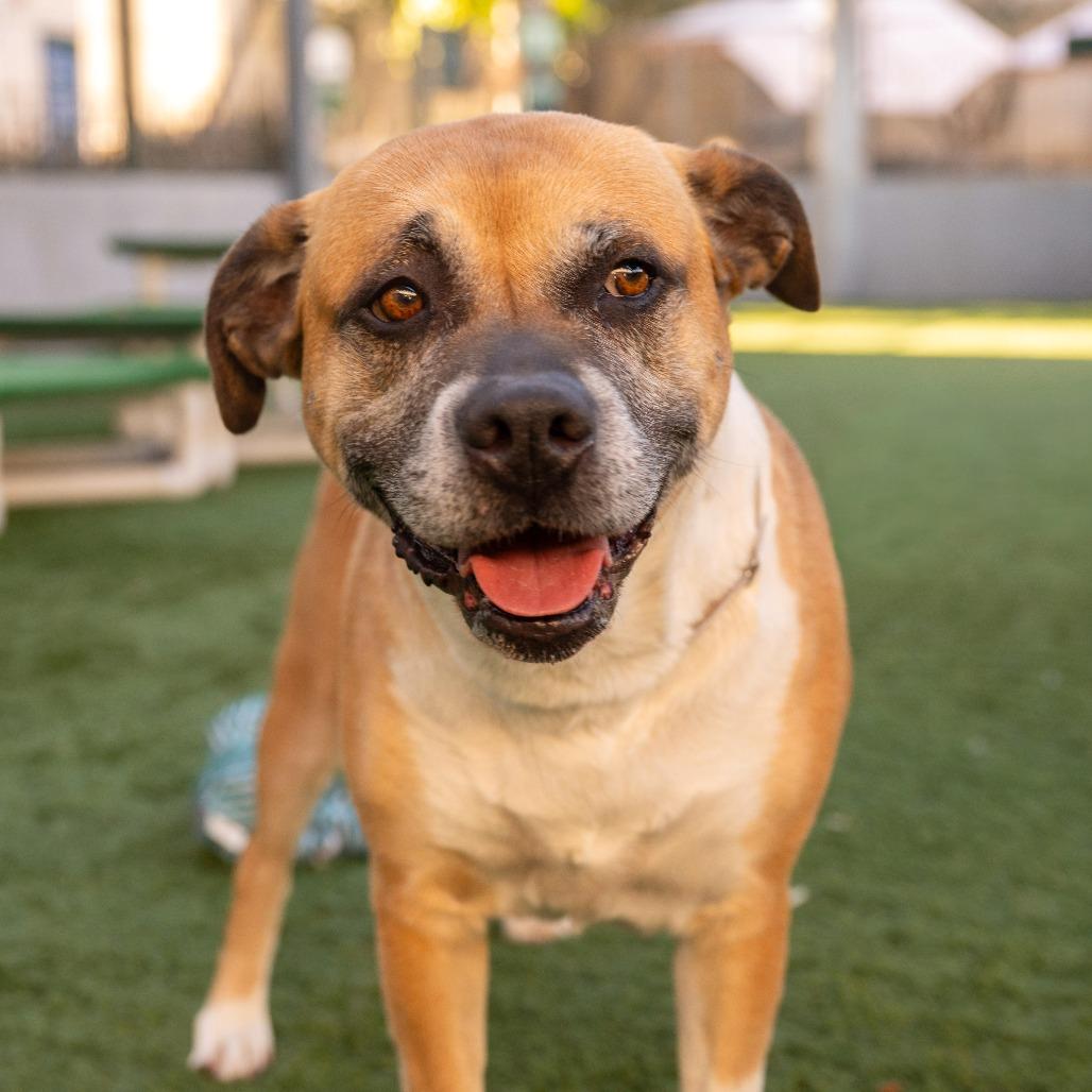 Enlarge Nala, a Adoptable Pit Bull Terrier in Pasadena, CA image 4/5