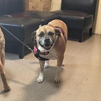 Enlarge Nala, a Adoptable Pit Bull Terrier in Pasadena, CA image 1/1