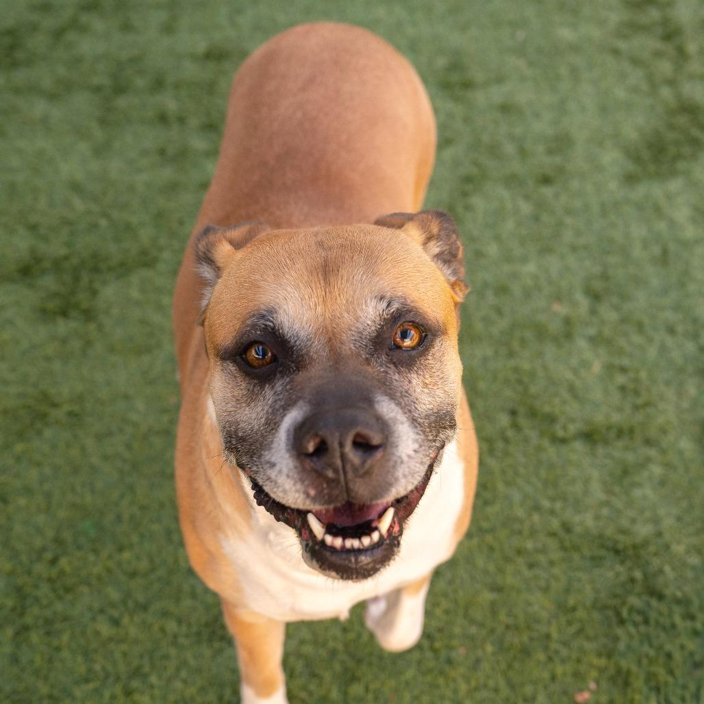 Enlarge Nala, a Adoptable Pit Bull Terrier in Pasadena, CA image 5/5