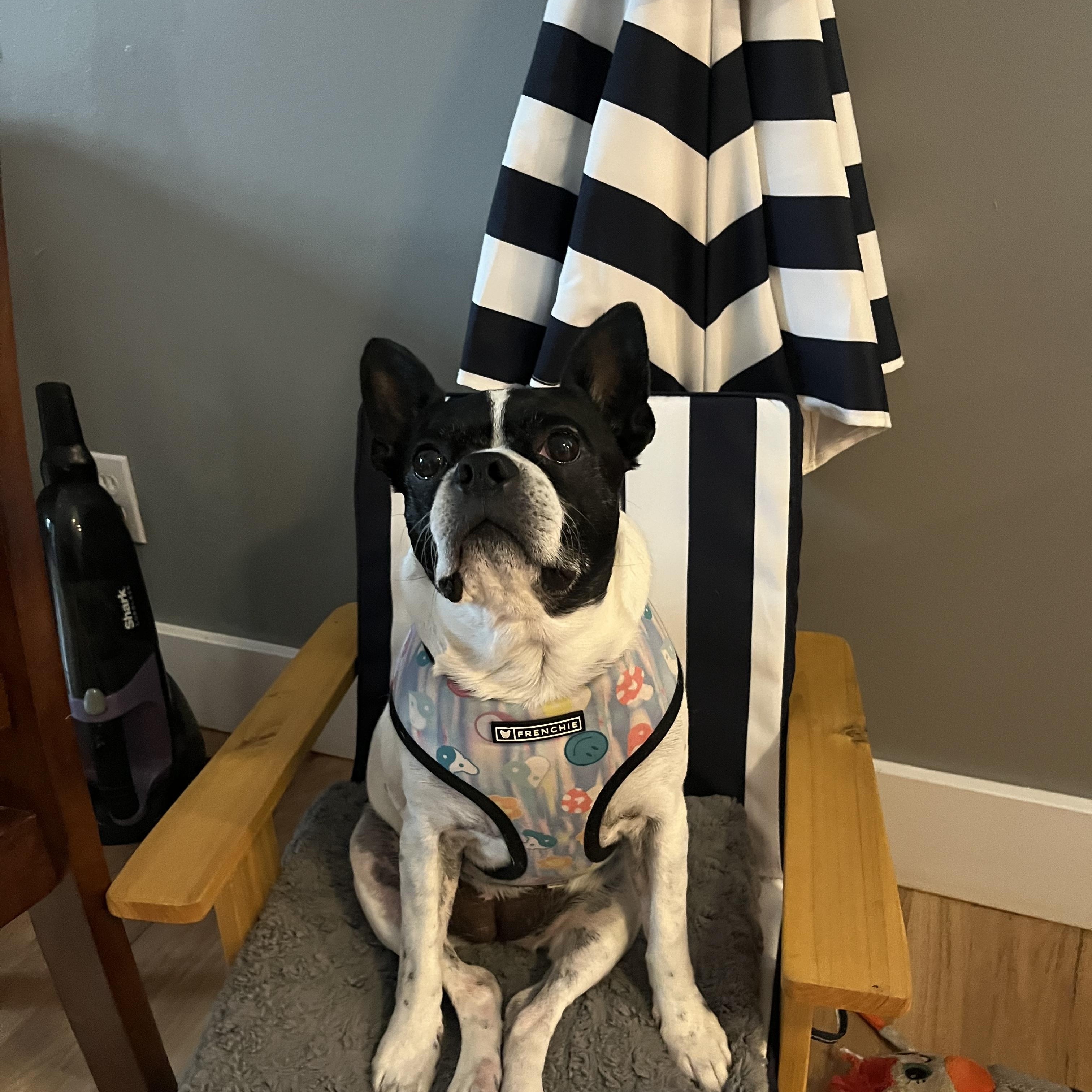 Rosie-Rosebud, a Adoptable Boston Terrier in Seattle, WA image 5/5