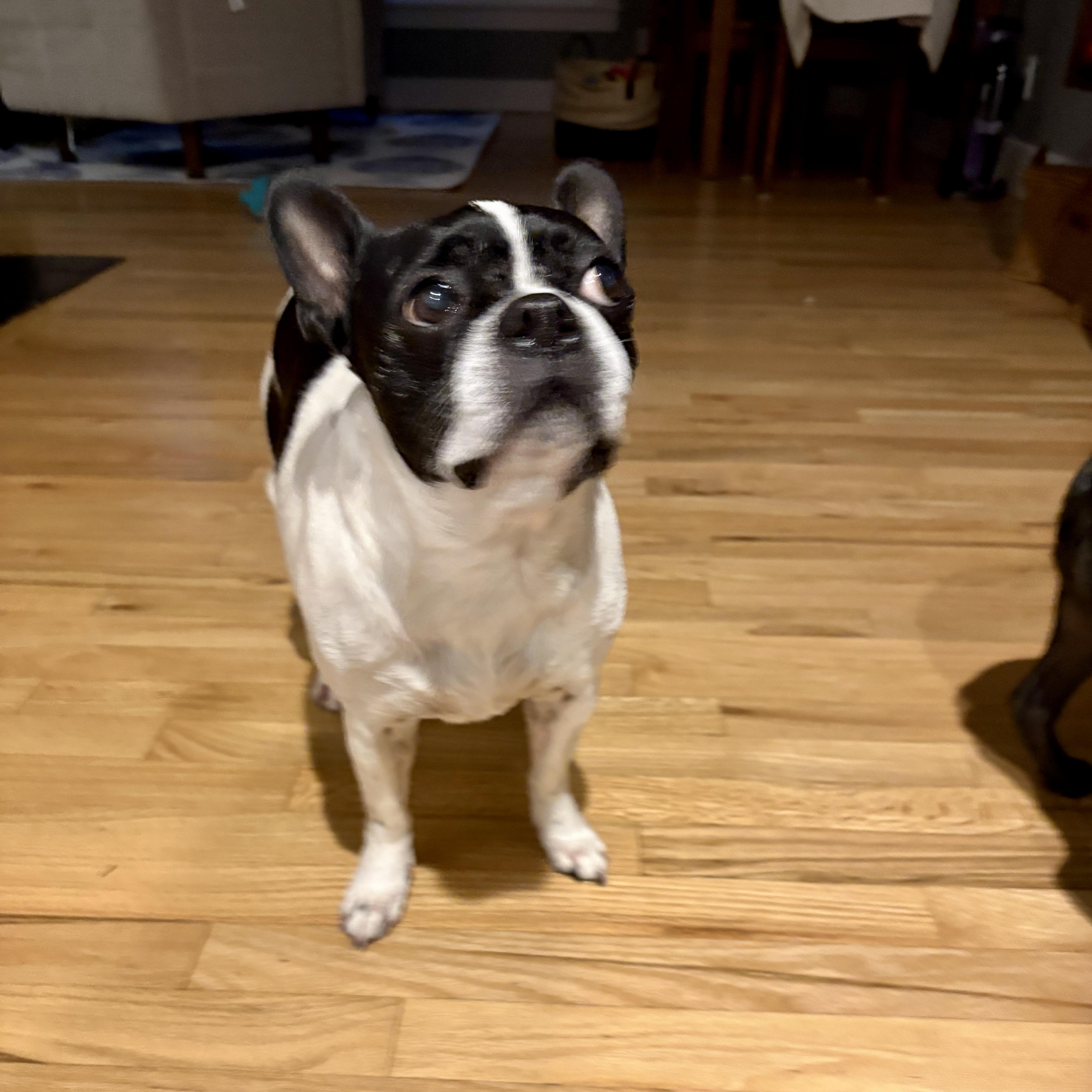 Rosie-Rosebud, a Adoptable Boston Terrier in Seattle, WA image 3/5