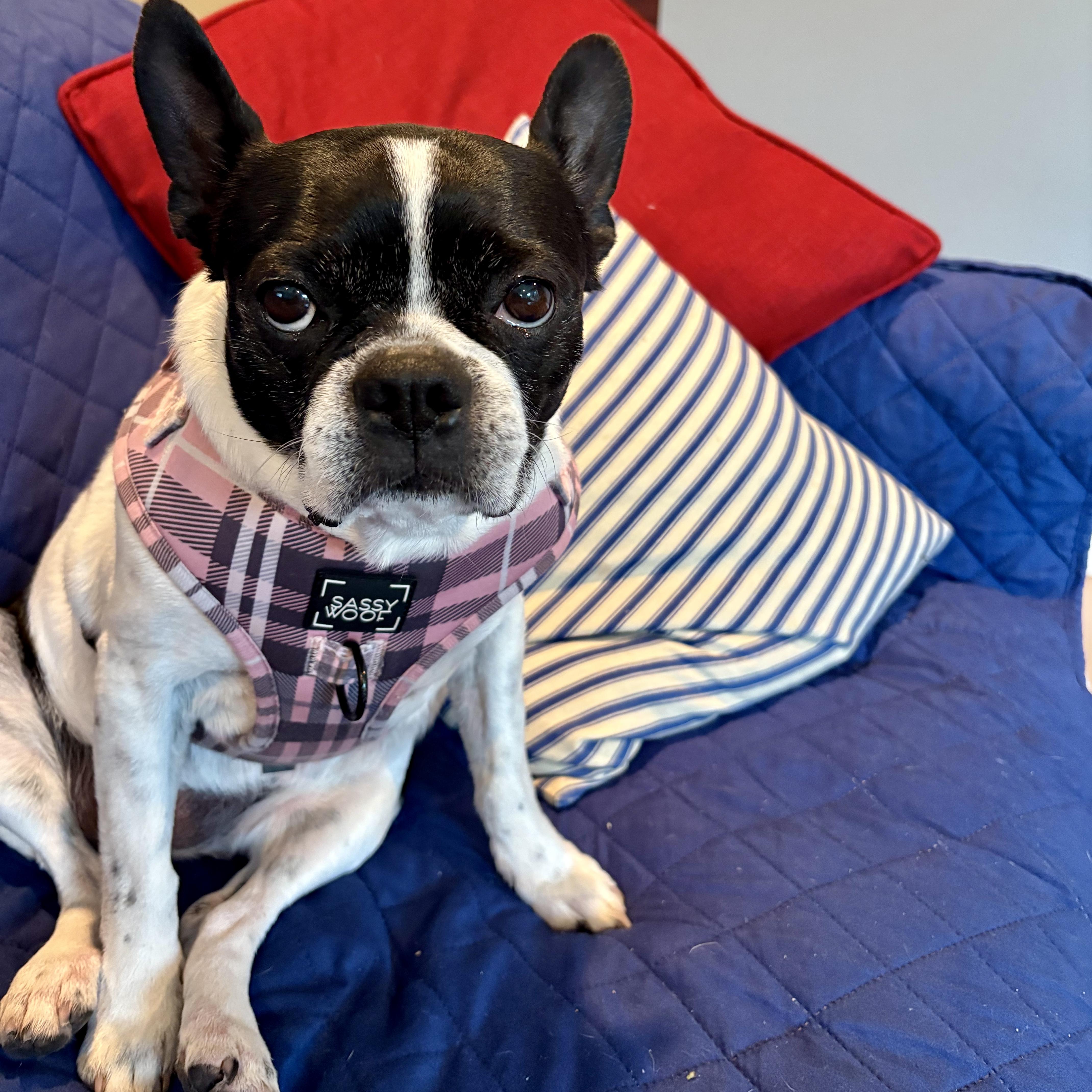 Rosie-Rosebud, Adoptable, Adult Female Boston Terrier.