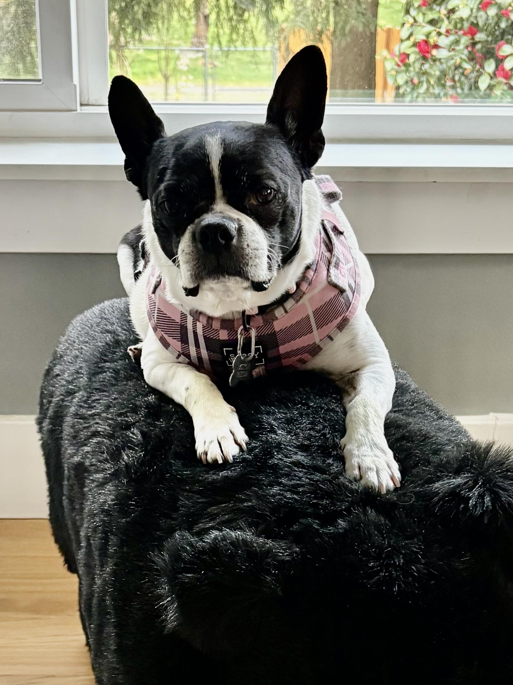 Rosie-Rosebud, a Adoptable Boston Terrier in Seattle, WA image 2/5