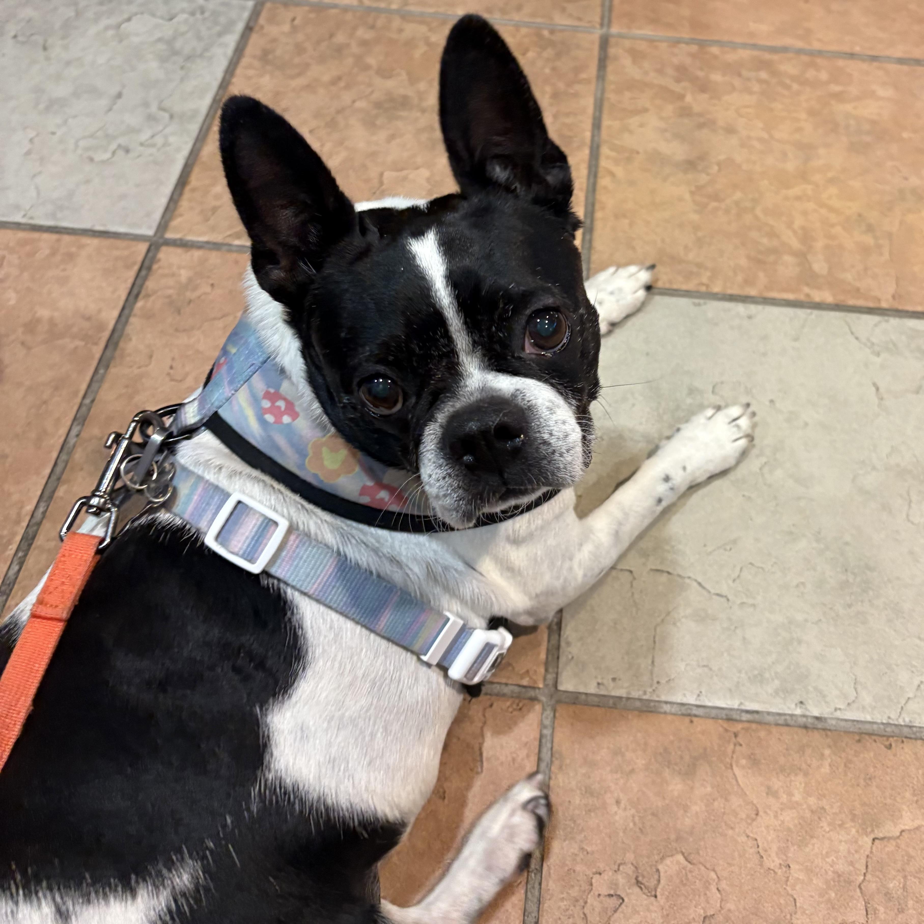 Rosie-Rosebud, a Adoptable Boston Terrier in Seattle, WA image 4/5