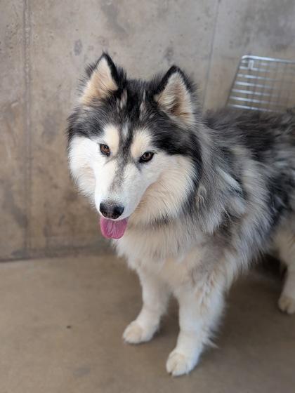 Hildago, Adoptable, Adult Male Siberian Husky & Mixed Breed.
