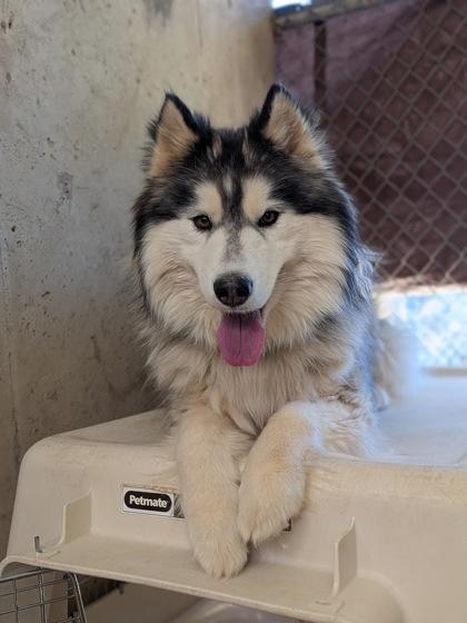 Enlarge Hildago, a Adoptable mixed breed in Divide, CO image 2/2